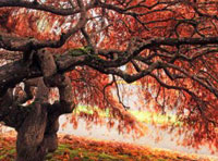 免费轰炸软件版